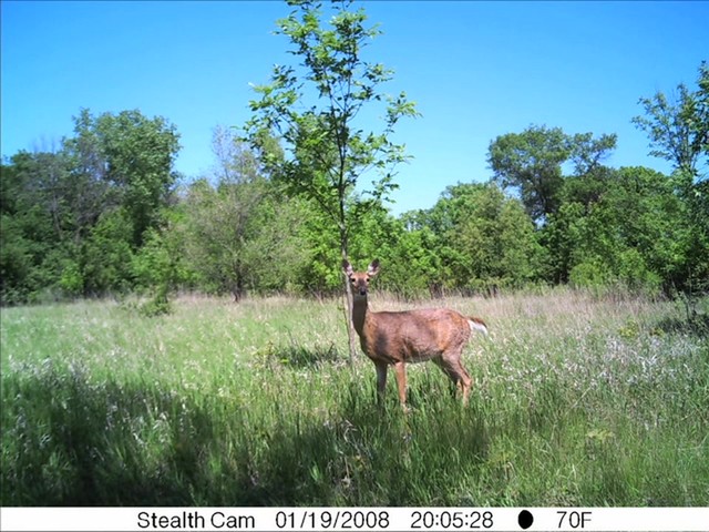 Skout%u2122 7.0MP Infrared Digital Video / Scouting Trail Camera - image 4 from the video